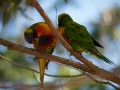 1230-1640 Parrots from Jervis bay (1060678)